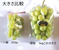 シャインマスカット　1.0kg　1房物　岡山産【緑ぶどう】　