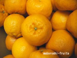 天草ポンカン サンゴールド秀品　光センサー10kg箱入り