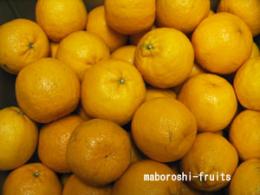 熊本ポンカン5kg　　個人生産者　秀品　