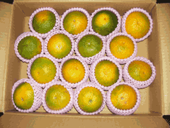 熊本産　スイートスプリング　　2L玉