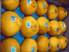 熊本産デコポン15玉　優品　産地箱入り