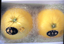 熊本特産　晩白柚(ばんぺいゆ)2Lサイズ　2玉(大きめ)産地箱入　等級:無・優