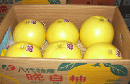 品名:晩白柚(ばんぺいゆ)　6玉　 L玉