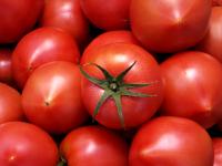 熊本県　八代海沿岸部　塩トマト　8個小箱入　MからLサイズ