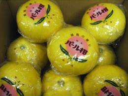 パール柑　特大　10kg規格箱　 4L以上サイズ　　9玉～12玉産地箱入