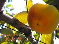 真空パック詰め・太秋柿 　5から6玉産地箱入1.8kg