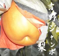 くまモンキャラ　吉野のジャンボ梨2玉ギフト(熊本特産品)