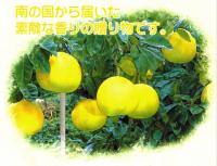 晩白柚(ばんぺいゆ)6玉　熊本特産　 M玉