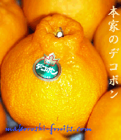 熊本デコポン8玉から9玉　2kg　JA光センサー合格