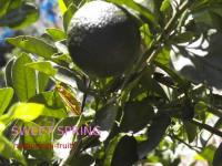 熊本産　スイートスプリング　3L～2L玉　10kg産地箱入