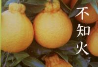 熊本産　不知火みかん　18玉クラス　5kg　秀