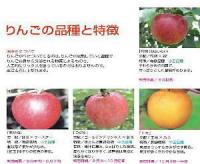 青森産りんご　等級:「最高級」サンふじ・りんご　2.5kg以上