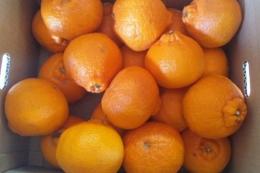 塩デコみかん10kg箱(実質8kg)(デコポン系)