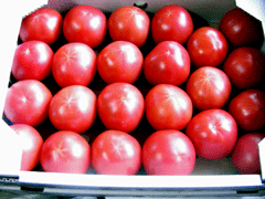 塩トマト「フルーツトマト」