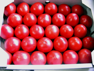 フルーツトマト「塩トマト」