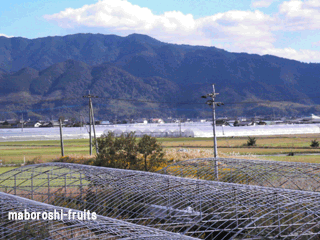 フルーツトマトの生産されているビニールハウスが見えますか？