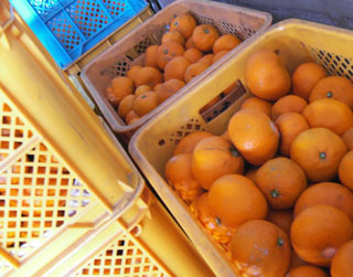 通販　熊本みかん