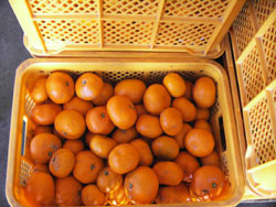 河内塩屋の塩みかん┃熊本産